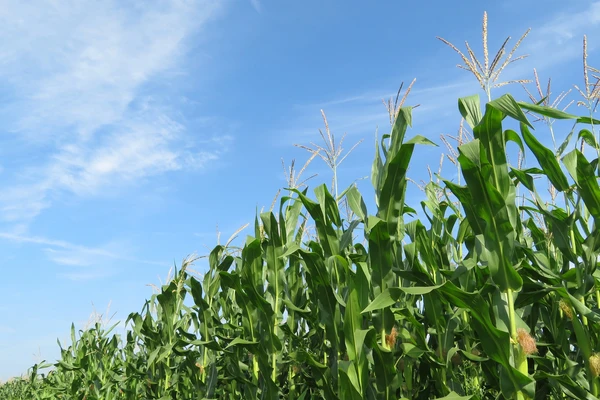 Ethanol and Biofuels